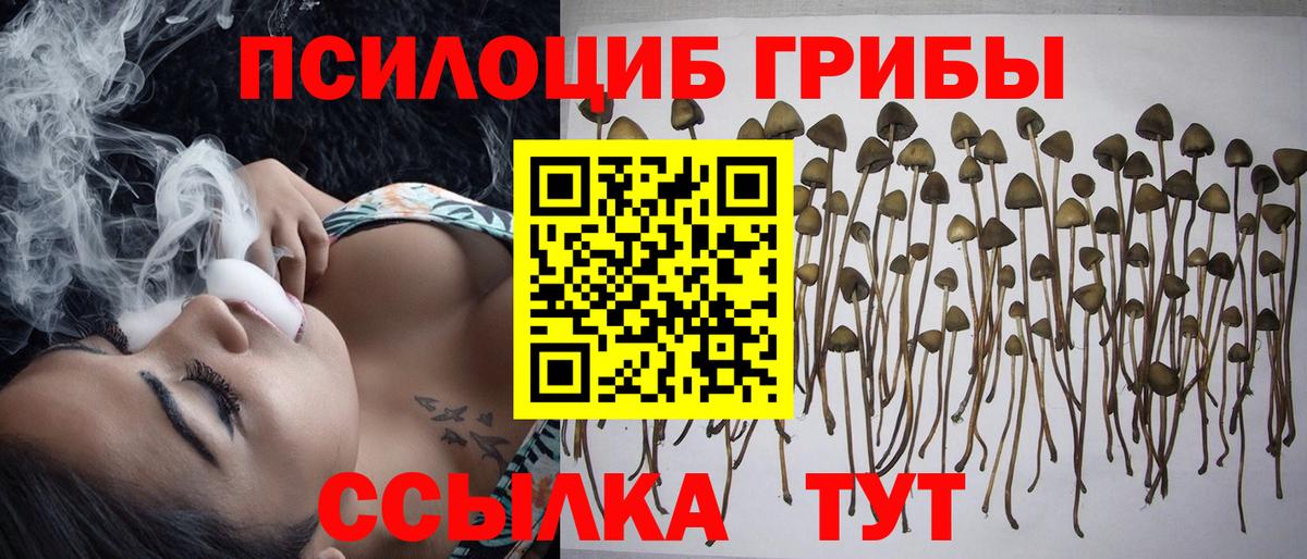 Псилоцибиновые грибы Psilocybe Лениногорск